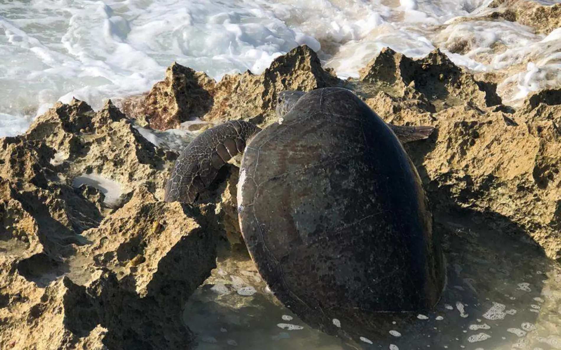 TORTUGA ENCABEZADO